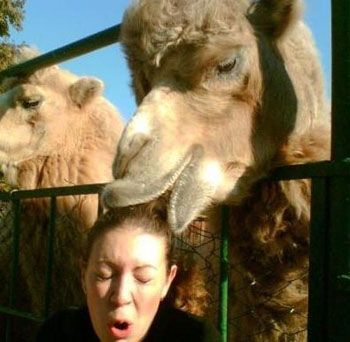 funny-animal-pictures-camels-hair-girl.jpg